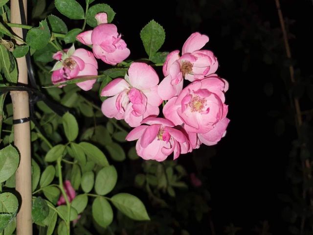 Hồng leo ngoại Angela