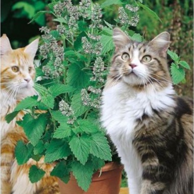 Gói 50 Hạt Giống Cỏ Mèo/ Bạc Hà Mèo Catnip KHUYẾN MẠI SHOP MỚI GIÁ SỈ