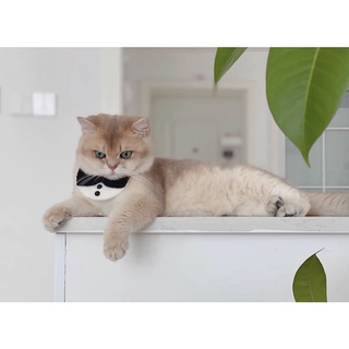 Yếm nơ len handmade cho thú cưng