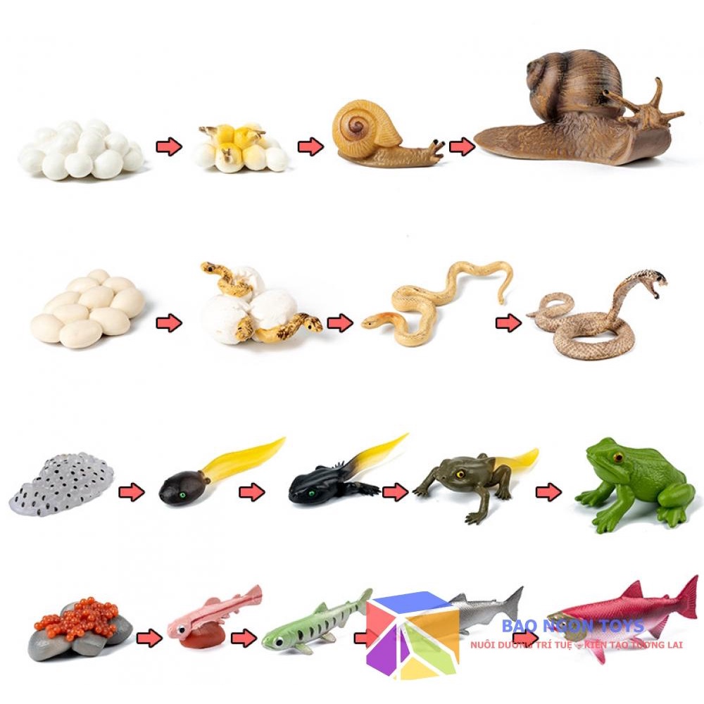 Bộ mô hình vòng đời phát triển của động thực vật, bướm, ếch, giáo cụ montessori dạy bé về thế giới tự nhiên BAO NGON TOY
