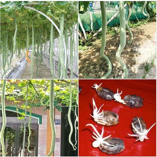 Hạt giống Mướp rắn Nhật F1 – 5Hạt