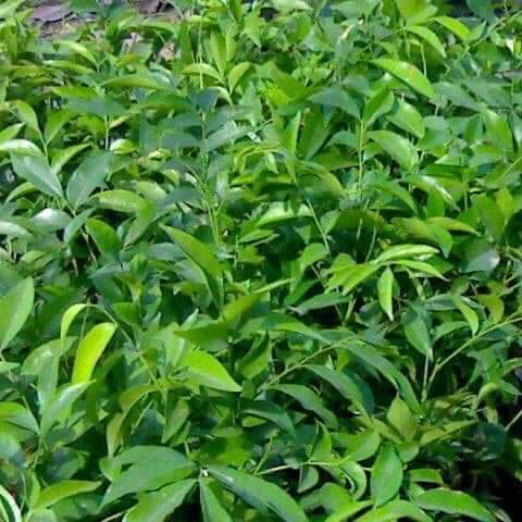 Cây mắc mật ăn lá