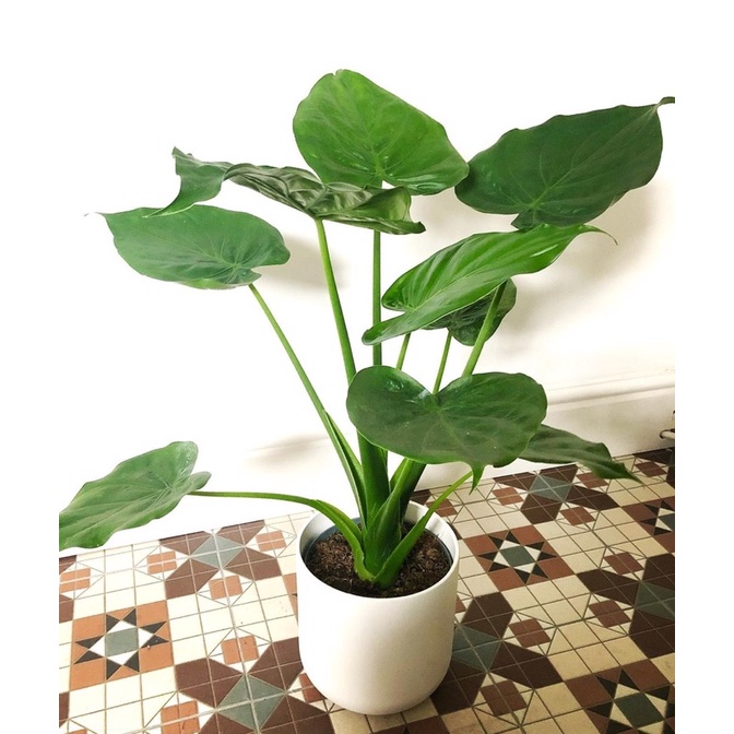 Cây Alocasia cucullata