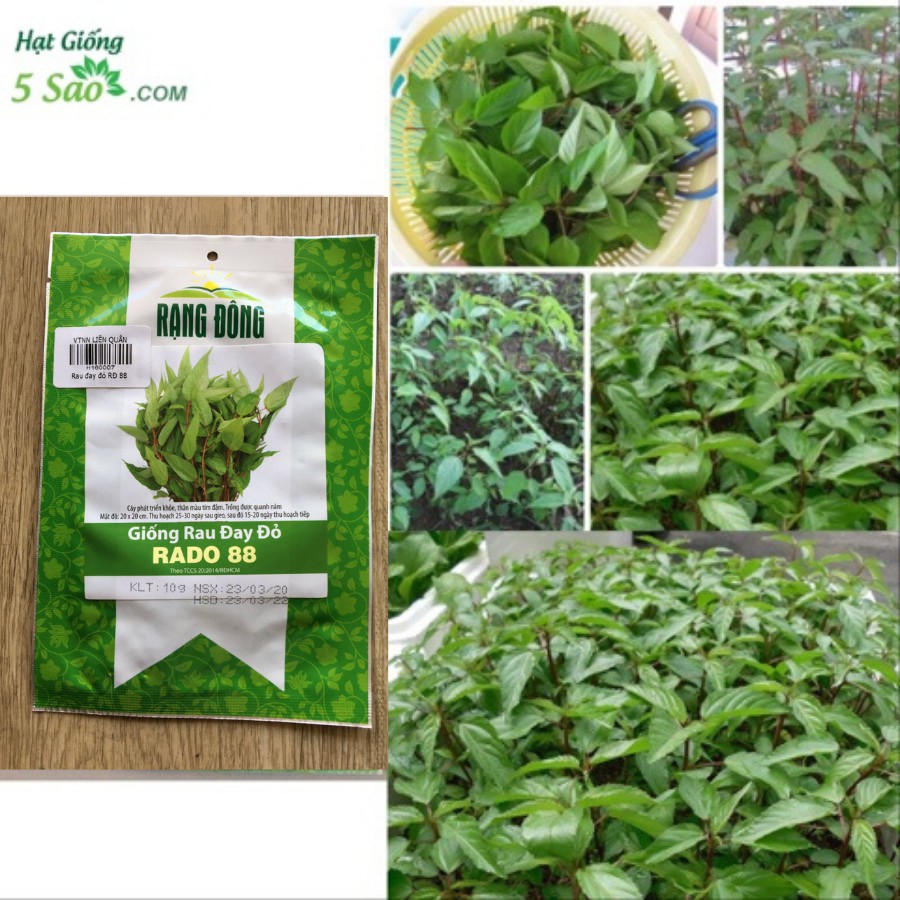 Hạt Giống Rau đay đỏ RĐ 88 - Rạng Đông