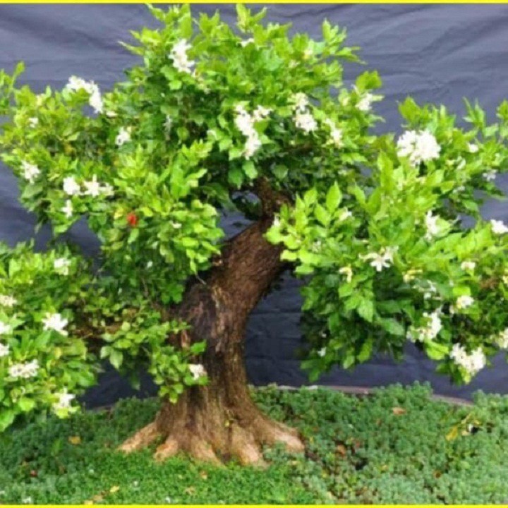CHẬU CÂY NGUYỆT QUẾ LÙN BONSAI, SIÊU ĐẸP