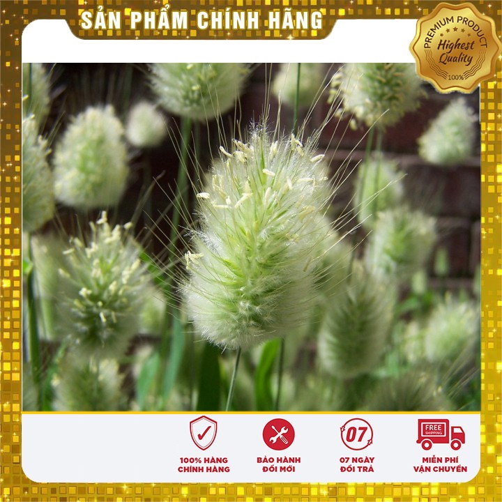 Hạt Giống Cỏ Đuôi Thỏ ( 0,2 gram)