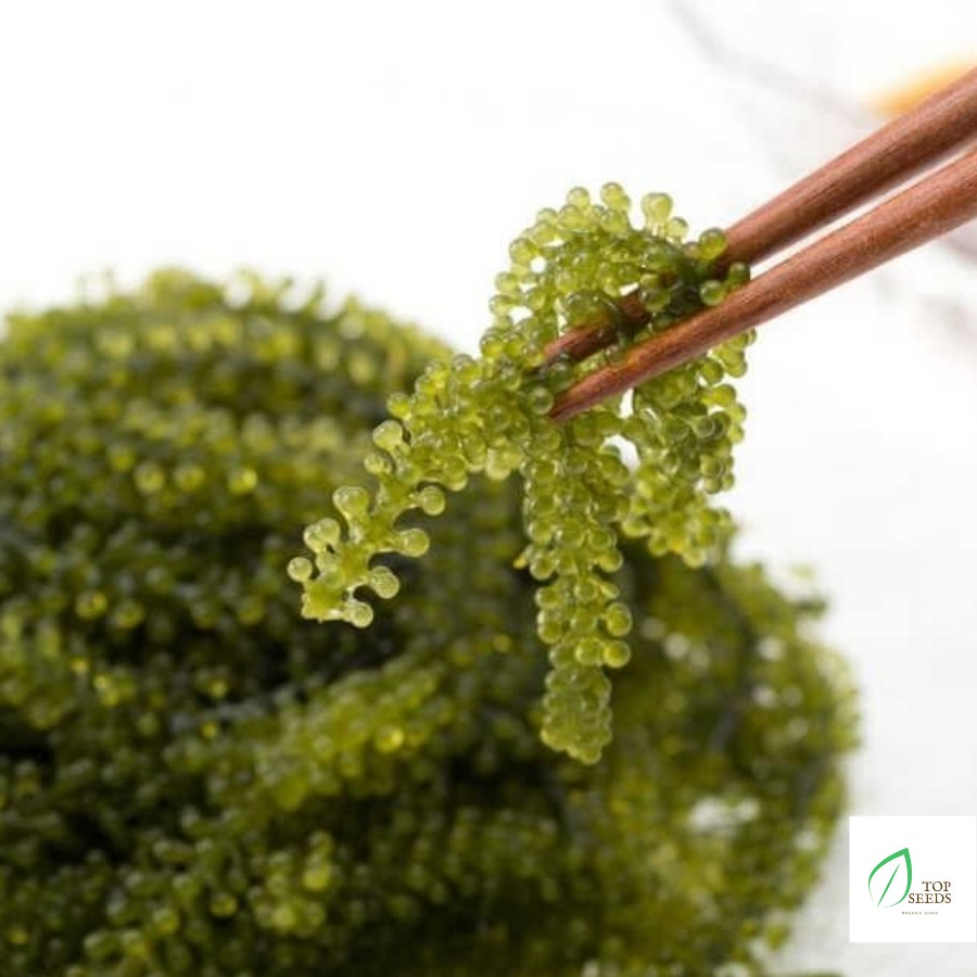 Rong Nho Tách Nước Khánh Hoà 25Gr - Công Nghệ Tách Nước Tiêu Chuẩn Nhật Bản | BigBuy360 - bigbuy360.vn