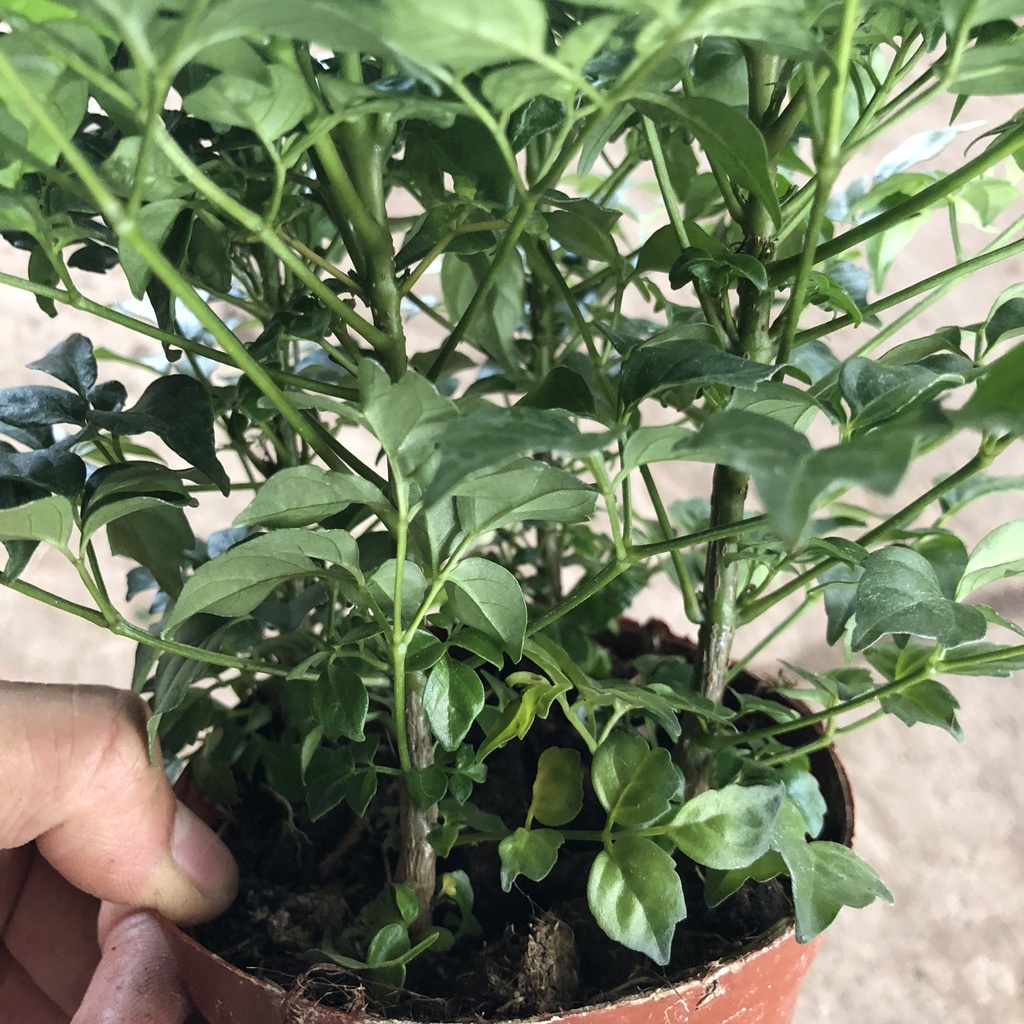 Cây hạnh phúc mini để bàn, chiều cao 15cm lá sum suê sức sống khỏe dễ dàng chăm sóc, thích hợp để bàn trang trí nội thất