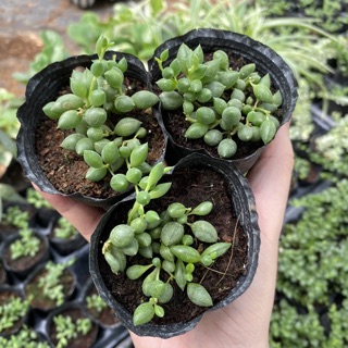 Sen đá giọt nước dài