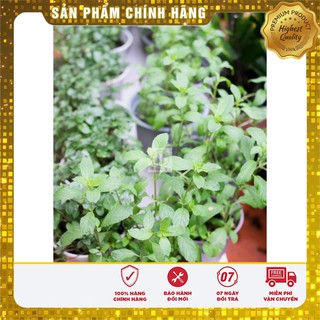 Hạt giống cây Bạc Hà Tây 1gr