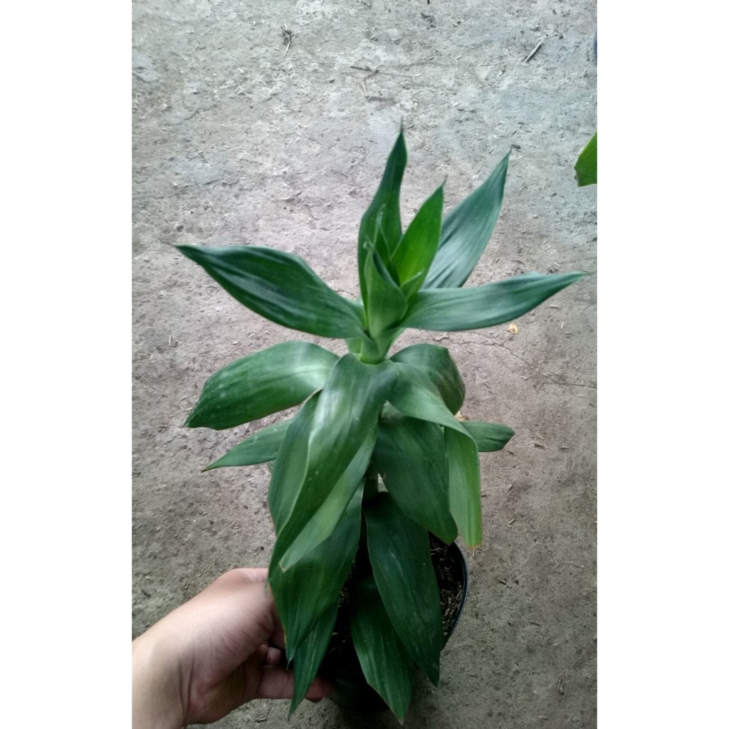 Caykiengsadec - Cây phát tài thuỷ sinh cao 25cm, cây trồng để bàn mang lại may mắn, bình an và hạnh phúc