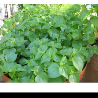 cây giống rau càng cua
