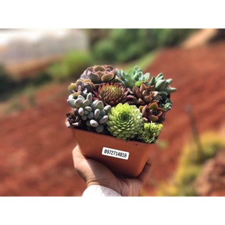 Sen mix chậu lớn