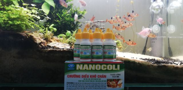 Ecoli Dành Cho Thỏ