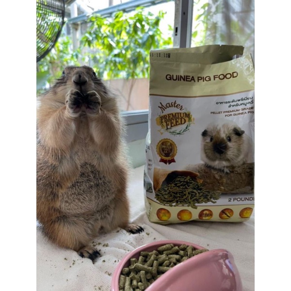 Nén Master Premium Feed Gấp 7 Lần Dinh Dưỡng Dành Cho Bọ Ú - Sóc Bắc Mỹ