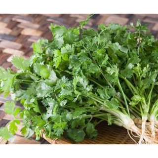 20g Hạt giống ngò rí ( rau mùi) hạt lớn