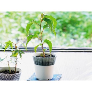 HẠT GIỐNG HOA ANH ĐÀO - 5 hạt/ gói