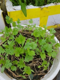 20GR -HẠT GIỐNG RAU NGÒ