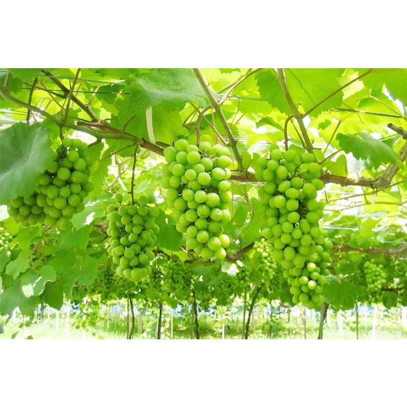 Cây Nho Giống Mẫu Đơn Shine Muscat.