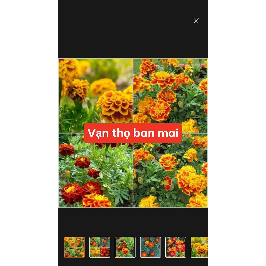 (gói 50 hạt)/ hạt giống CÚC VẠN THỌ BAN MAI