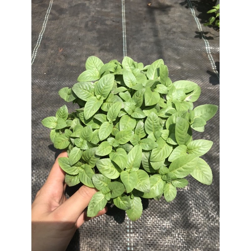 QUẾ VỊ - XÁ XỊ chậu lớn 15cm