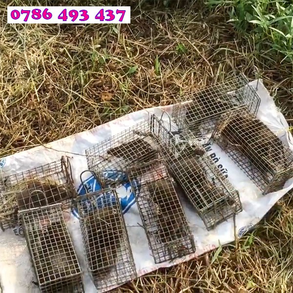 5 Lồng Bẫy Chuột cống nhum, ba lông, chuột đất