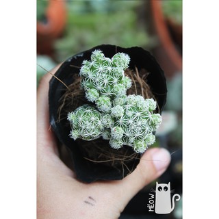 CÂY XƯƠNG RỒNG TRỨNG CHIM