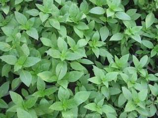 Hạt giống Rau Thơm Sả (É Trắng) RADO cao cấp, giống dễ trồng, năng suất cao