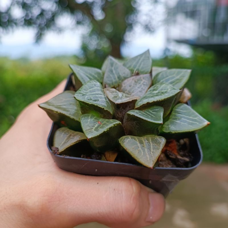 Sale 50%-Sen Đá Haworthia Bayeri vân đẹp Ms:03