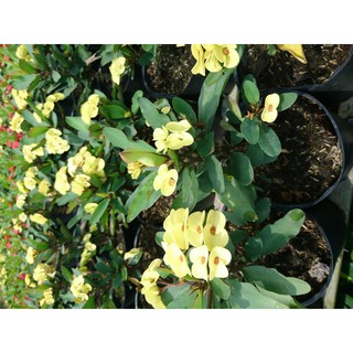 Cây xương rồng bát tiên + Tặng (0,3kg) phân hữu cơ cao cấp