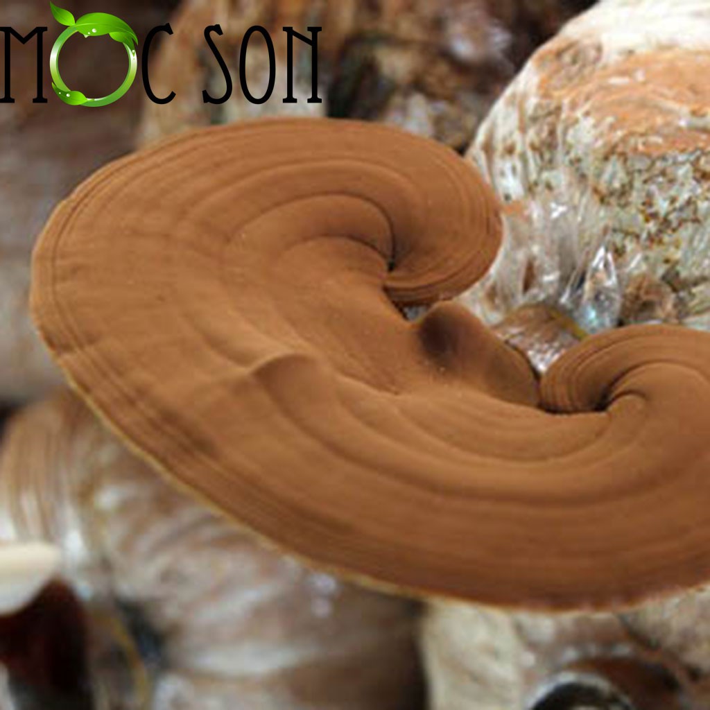 500G Nấm linh chi Đỏ còn nguyên bảo tử Mộc Sơn còn nguyên bào tử