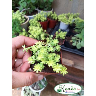 Sen đá sedum xanh nhỏ Hoa Đá BMT