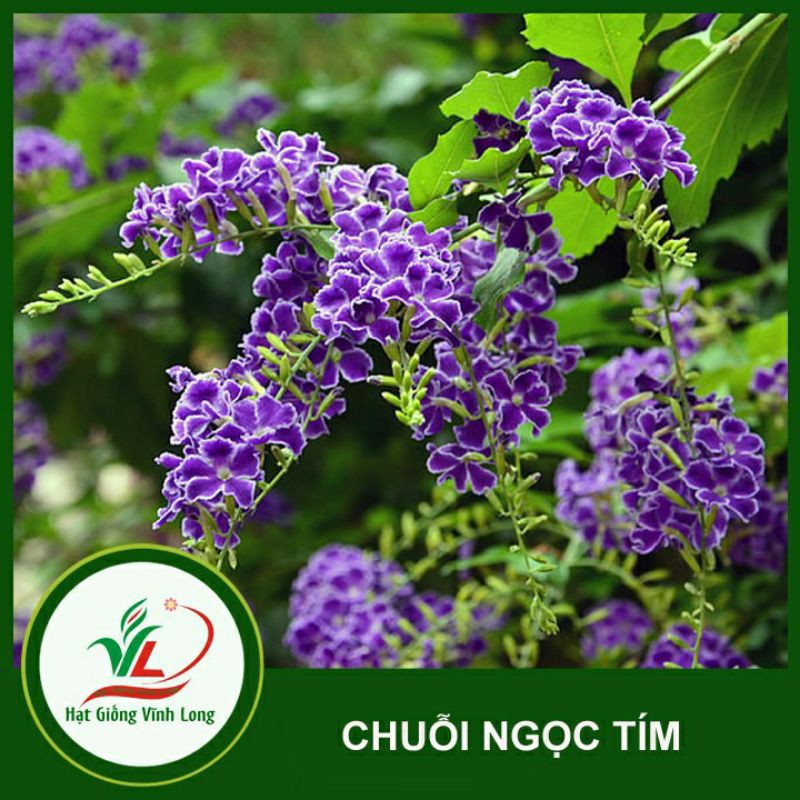 cây chuỗi ngọc