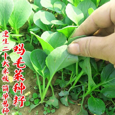 Thu Đông Cà Rốt Đậu góc rau cải xanh hạt giống Rau diếp xoăn bốn mùa hạt giống ban công nhà máy trồng trong chậu