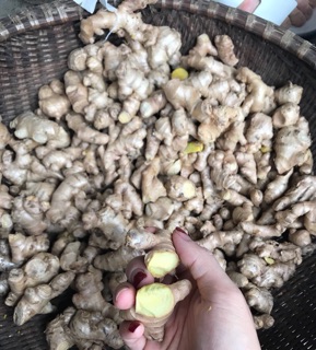 CỐT GỪNG HẠ THỔ
