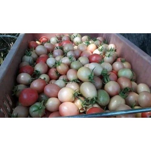 HẠT GIỐNG CÀ CHUA TRỨNG HỒNG
