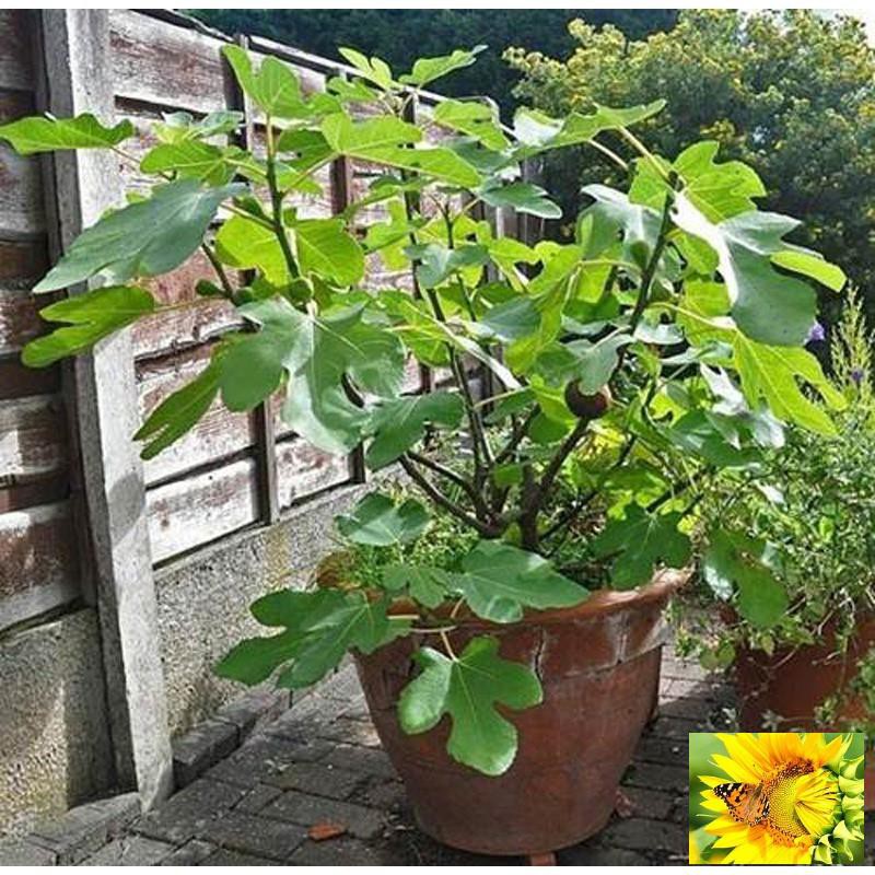 Hạt giống Sung Mỹ