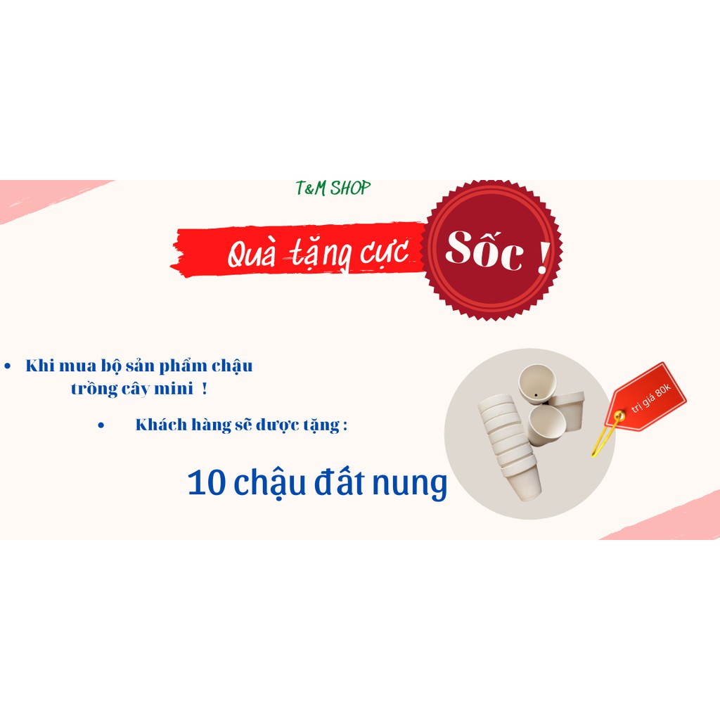 [MUA ĐỂ NHẬN QUÀ ] Chậu trồng cây mini cao cấp, Chậu trồng sứ trồng sen đá,xương rồng.Chậu trang trí nhà cửa, văn phòng.