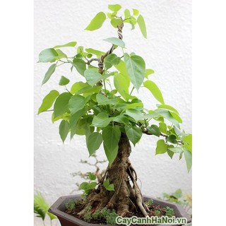 Hạt giống cây bồ đề ấn độ ( 1gram) - STHG