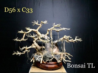 ( Free Ship) bonsai thuỷ sinh D56xC33 & C37xD46