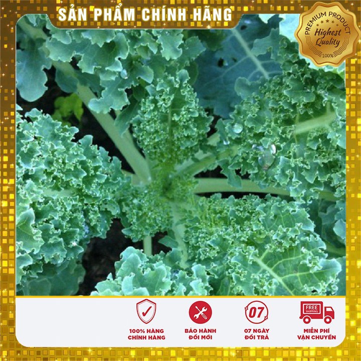 Hạt giống cải xanh Kale -2gr