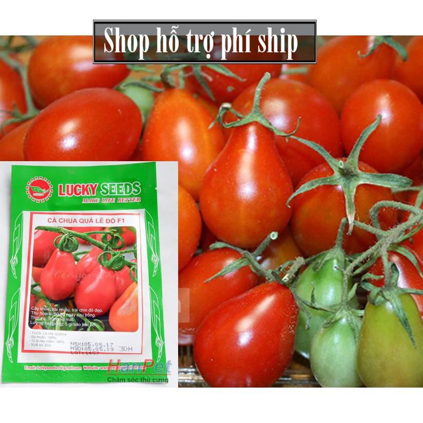 Hỗ trợ Ship-  -(VƯỜN TRONG NHÀ) Hạt giống Cà chua hình lê (loại dài màu đỏ) Combo 30 hạt phù hợp khí hậu nhiệt đới-HP100