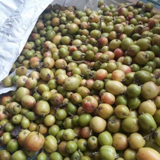 Táo mèo tây bắc