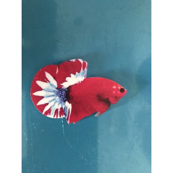 Cây kè cá betta mô hình!