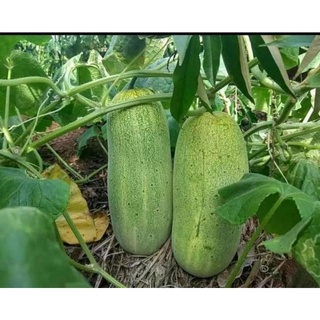 Hạt giống dưa chuột mèo ( tặng phân bón , kích mầm ) .