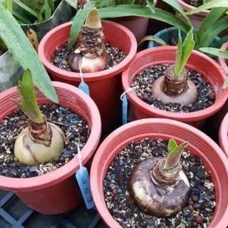 Củ lan huệ kép