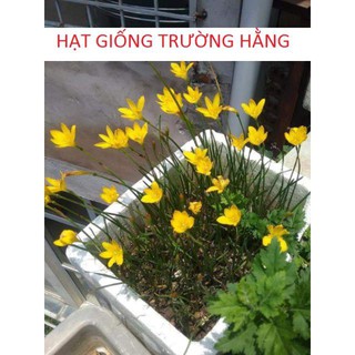 Củ hoa Huệ Mưa Vàng Citrina (Size Mẹ / Baby)