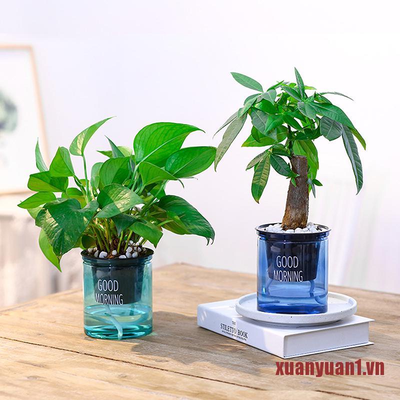 Chậu Hoa Trong Suốt Tự Tưới Nước Tiện Dụng