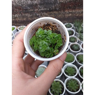 Sen đá Sedum vảy ốc xanh
