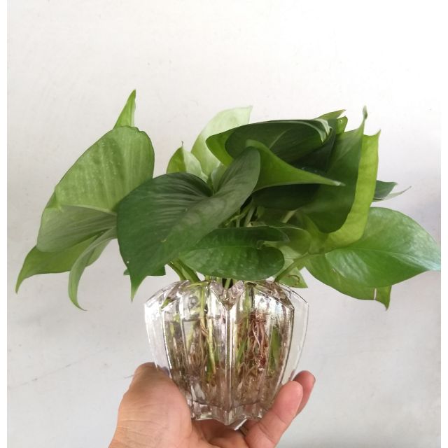 Cây trầu bà trồng thủy sinh (chậu khế)